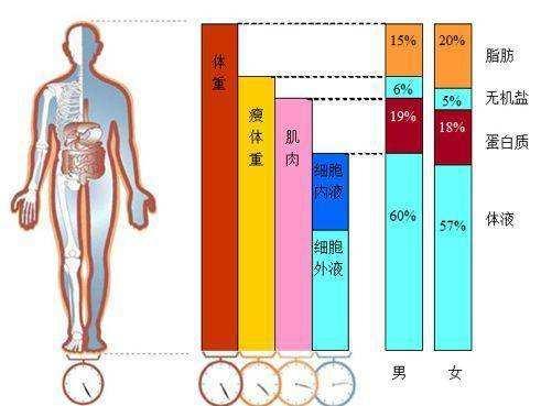 脂秤 瘦身效果看得见开元棋牌app智能体(图1)